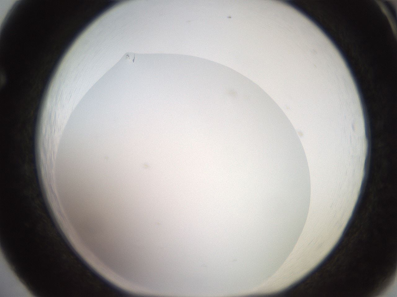 folderID495_plateID2495_batchID12071_wellNum65_profileID1_d1_r187644_ef.jpg