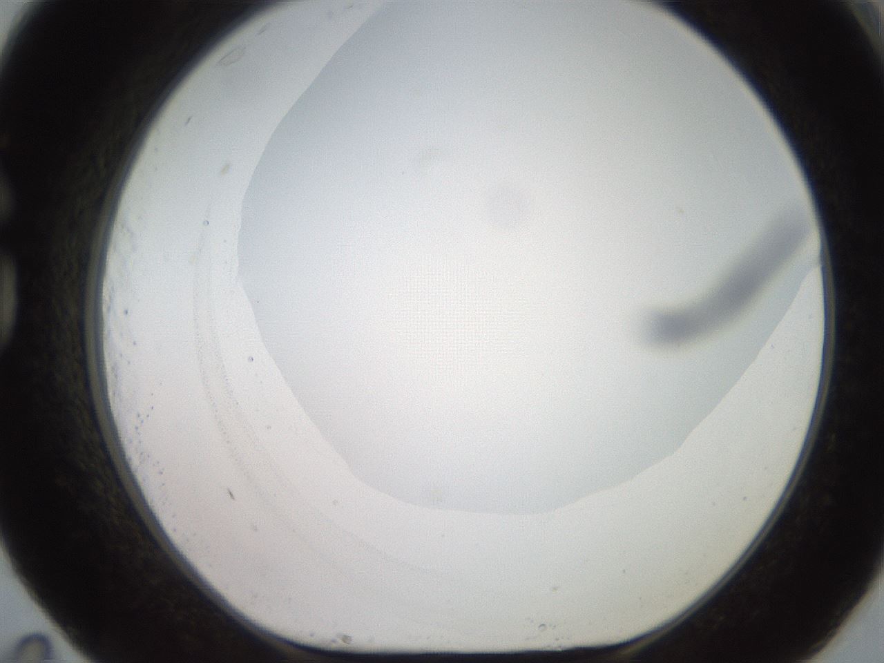 folderID495_plateID2495_batchID12071_wellNum83_profileID1_d1_r187662_ef.jpg