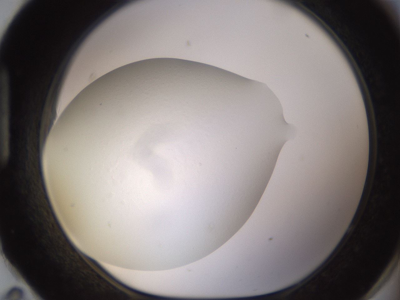 folderID496_plateID1496_batchID5900_wellNum95_profileID1_d1_r95245_ef.jpg