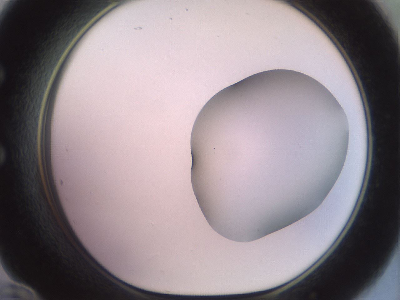 folderID496_plateID2496_batchID12070_wellNum60_profileID1_d1_r187543_ef.jpg