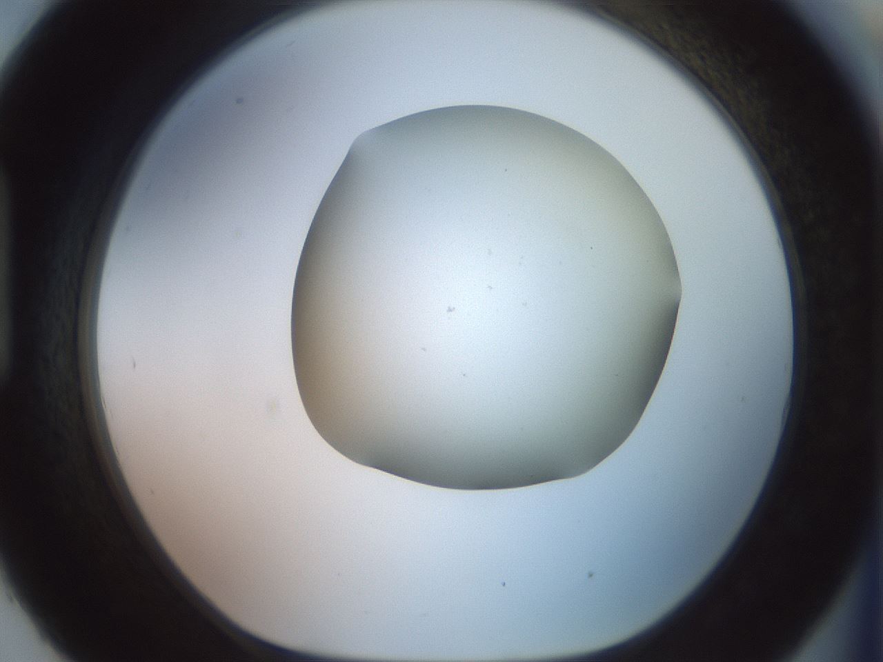 folderID496_plateID2496_batchID12070_wellNum93_profileID1_d1_r187576_ef.jpg