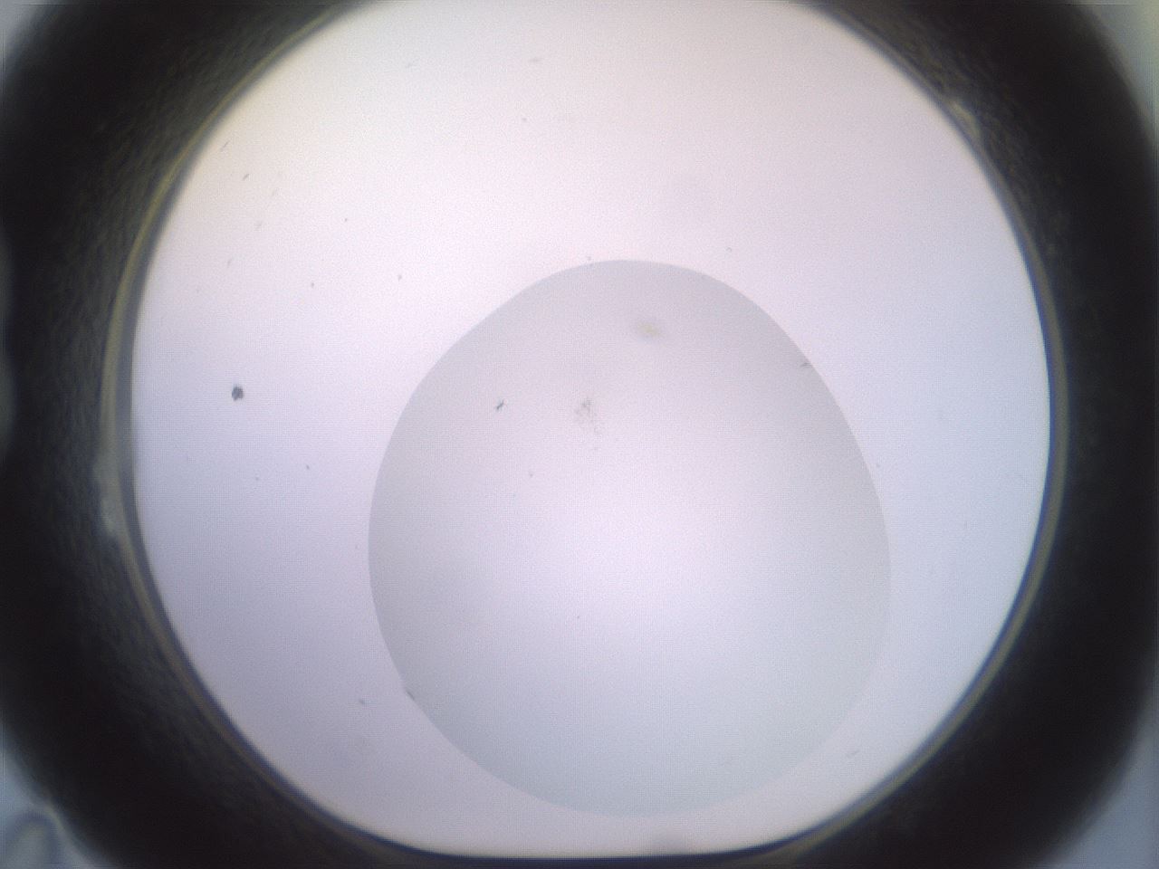 folderID498_plateID2498_batchID12074_wellNum23_profileID1_d1_r187698_ef.jpg