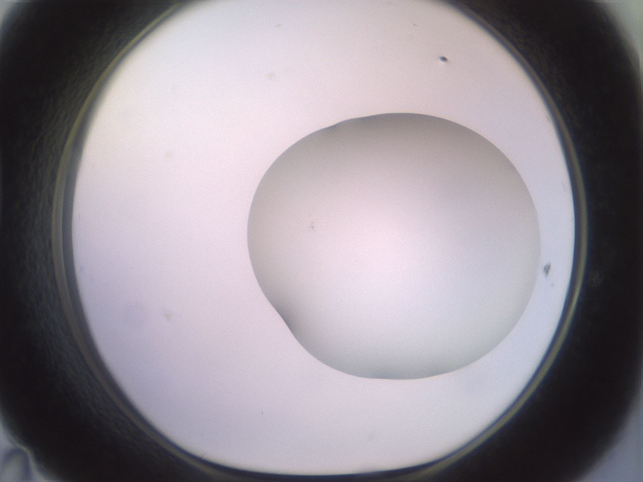 folderID498_plateID2498_batchID12074_wellNum47_profileID1_d1_r187722_ef.jpg