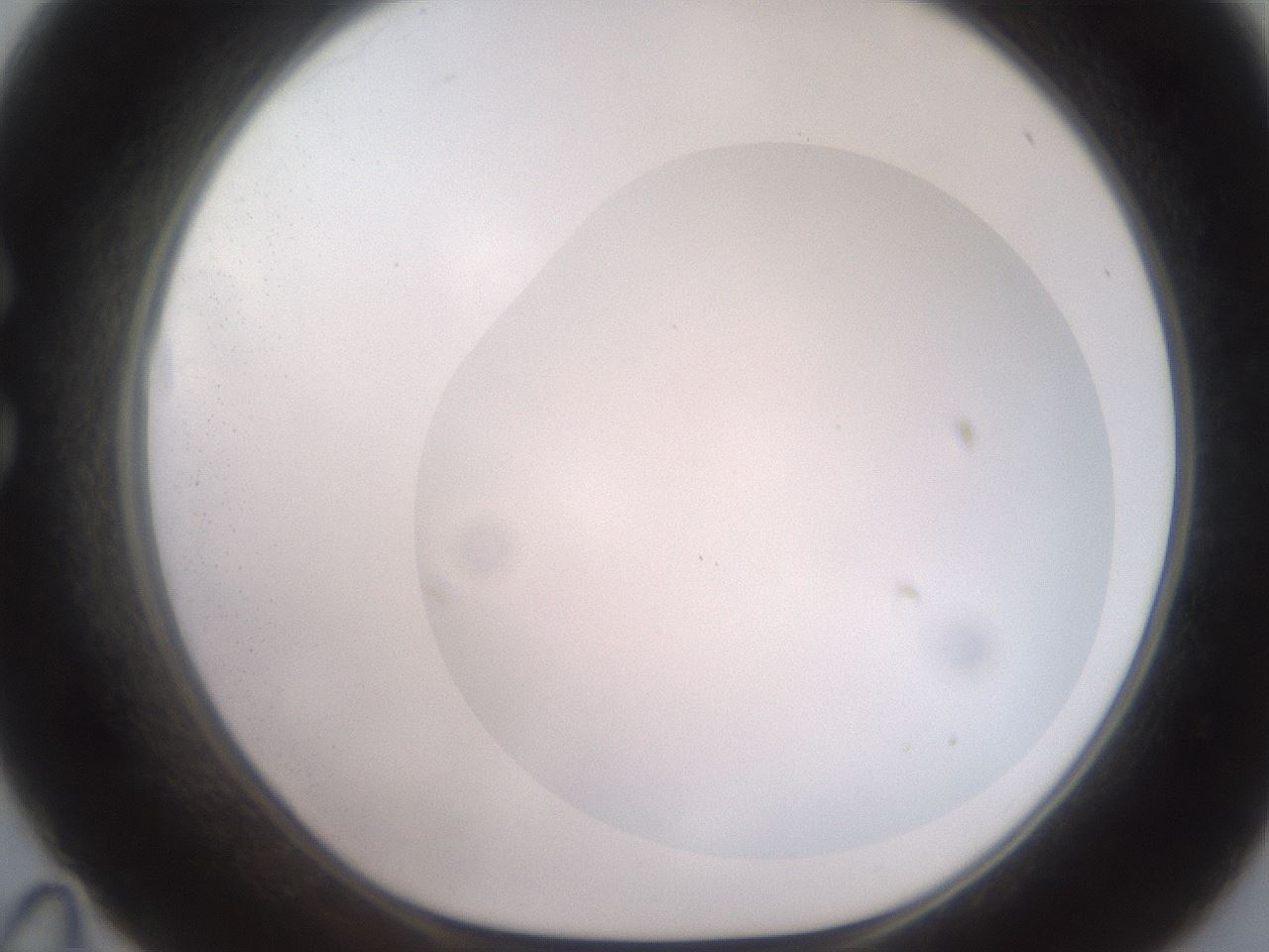 folderID499_plateID2499_batchID12078_wellNum35_profileID1_d1_r187902_ef.jpg