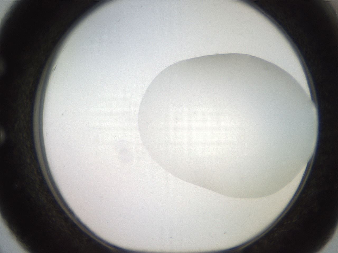 folderID499_plateID2499_batchID12078_wellNum51_profileID1_d1_r187918_ef.jpg