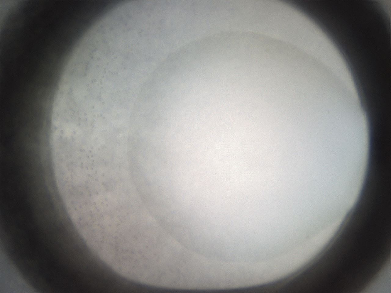 folderID499_plateID2499_batchID12078_wellNum55_profileID1_d1_r187922_ef.jpg