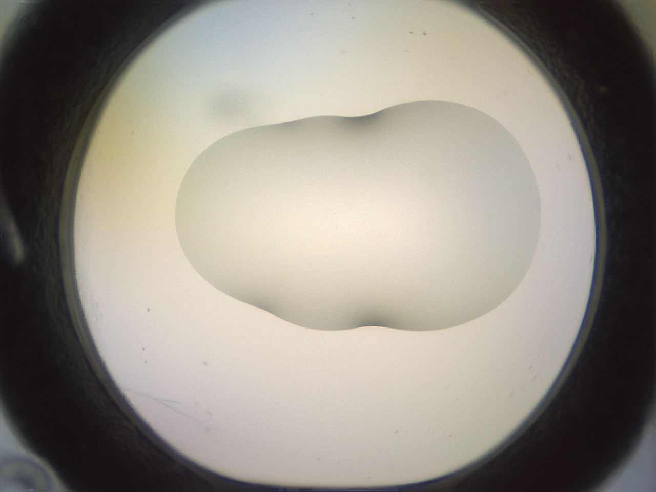 folderID500_plateID2500_batchID12080_wellNum10_profileID1_d1_r187973_ef.jpg