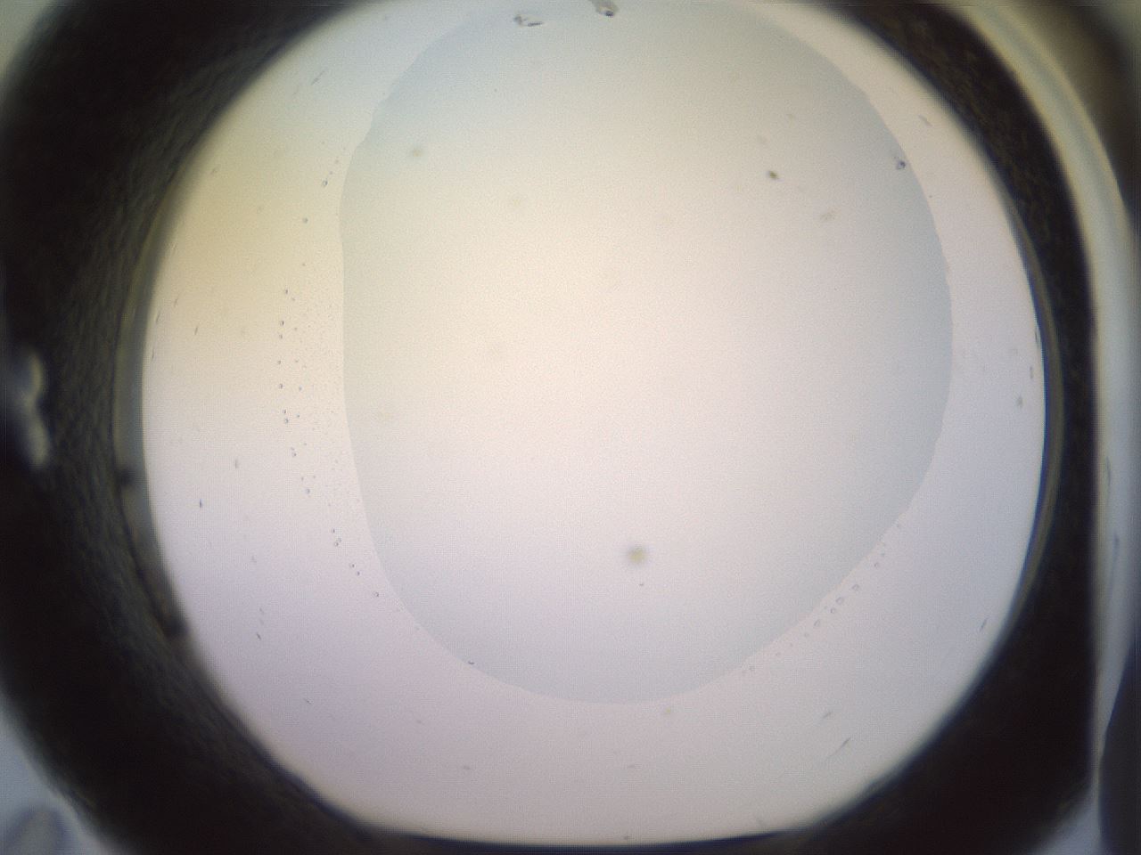folderID500_plateID2500_batchID12080_wellNum11_profileID1_d1_r187974_ef.jpg