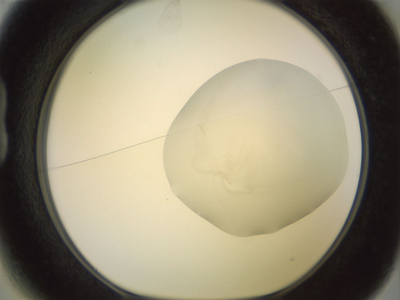folderID500_plateID2500_batchID12080_wellNum13_profileID1_d1_r187976_ef.jpg