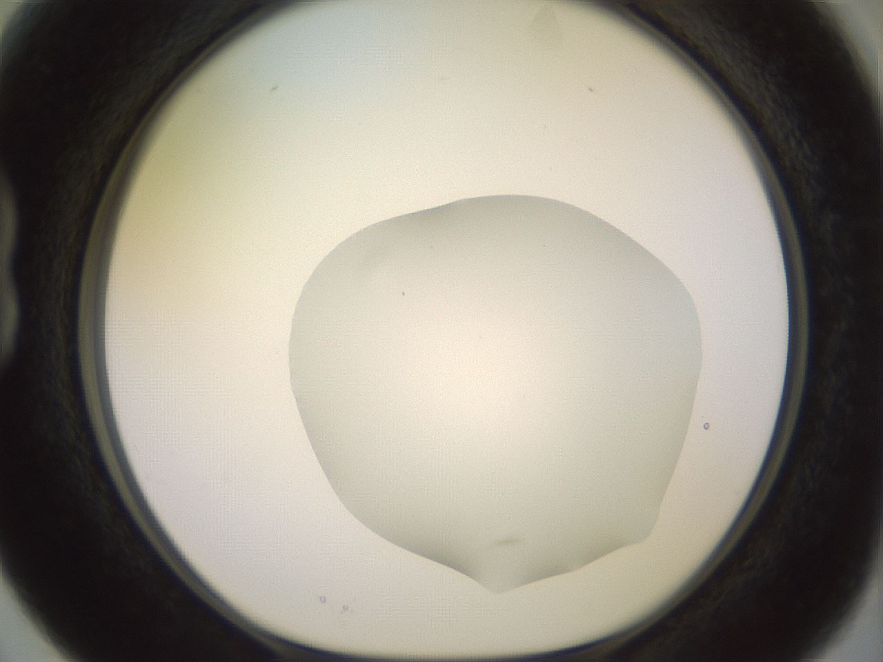folderID500_plateID2500_batchID12080_wellNum15_profileID1_d1_r187978_ef.jpg