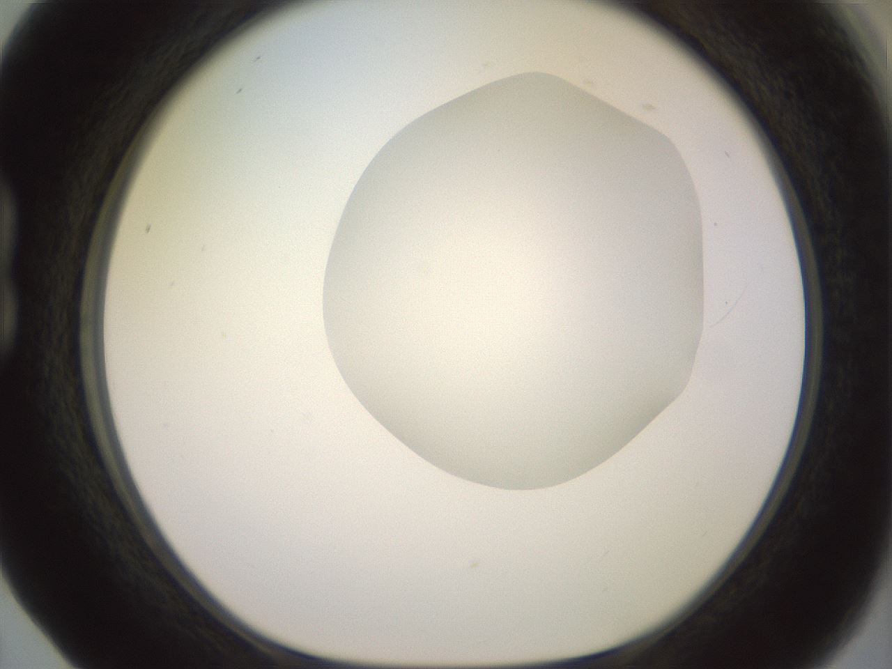 folderID500_plateID2500_batchID12080_wellNum17_profileID1_d1_r187980_ef.jpg