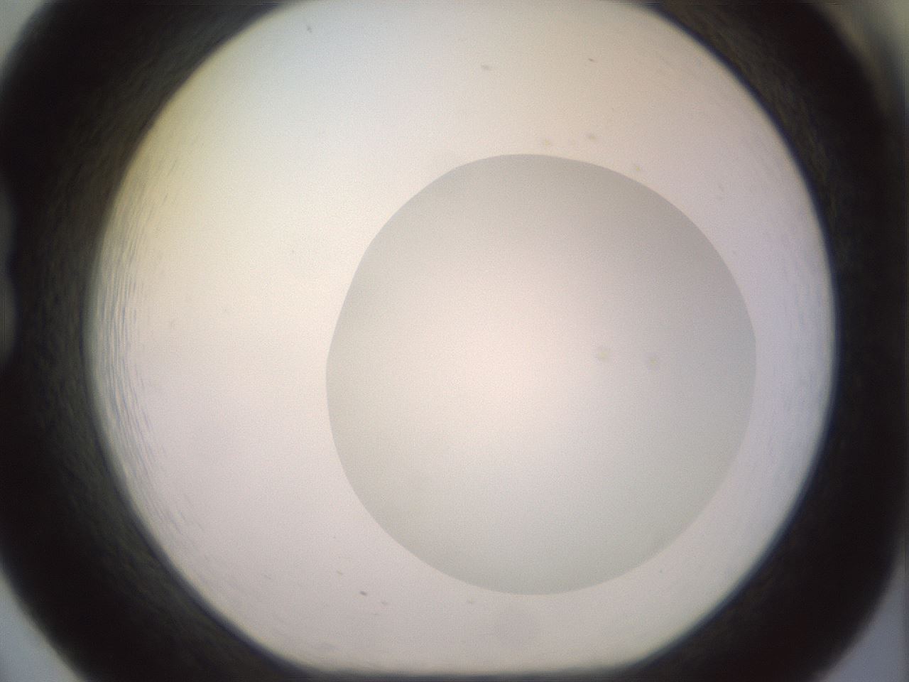 folderID500_plateID2500_batchID12080_wellNum20_profileID1_d1_r187983_ef.jpg