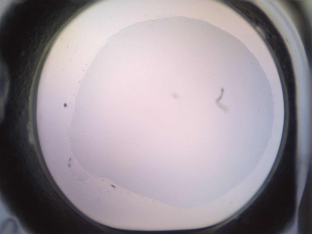 folderID500_plateID2500_batchID12080_wellNum23_profileID1_d1_r187986_ef.jpg