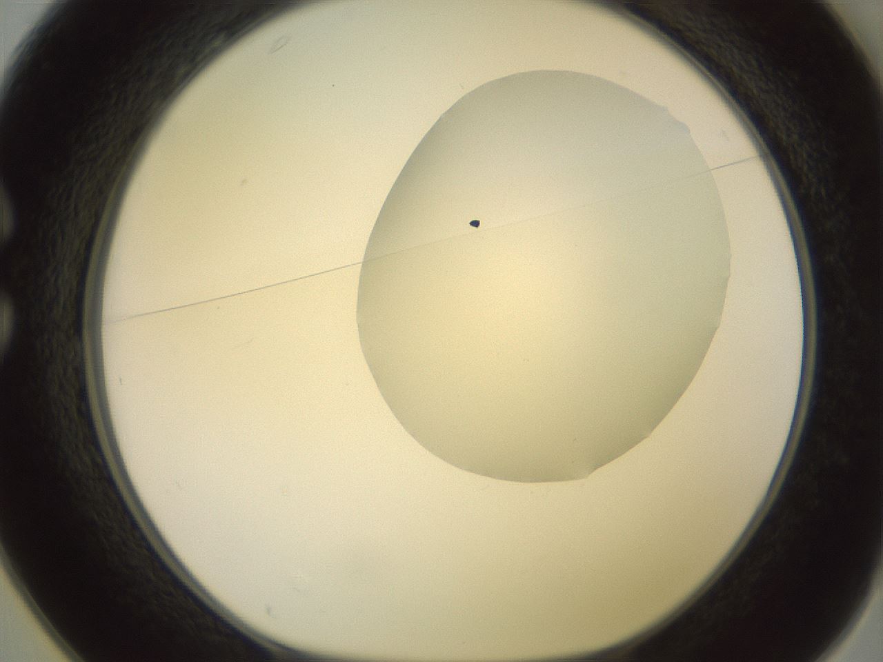 folderID500_plateID2500_batchID12080_wellNum25_profileID1_d1_r187988_ef.jpg