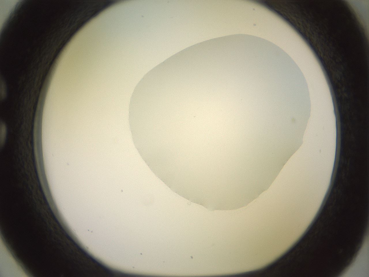 folderID500_plateID2500_batchID12080_wellNum26_profileID1_d1_r187989_ef.jpg
