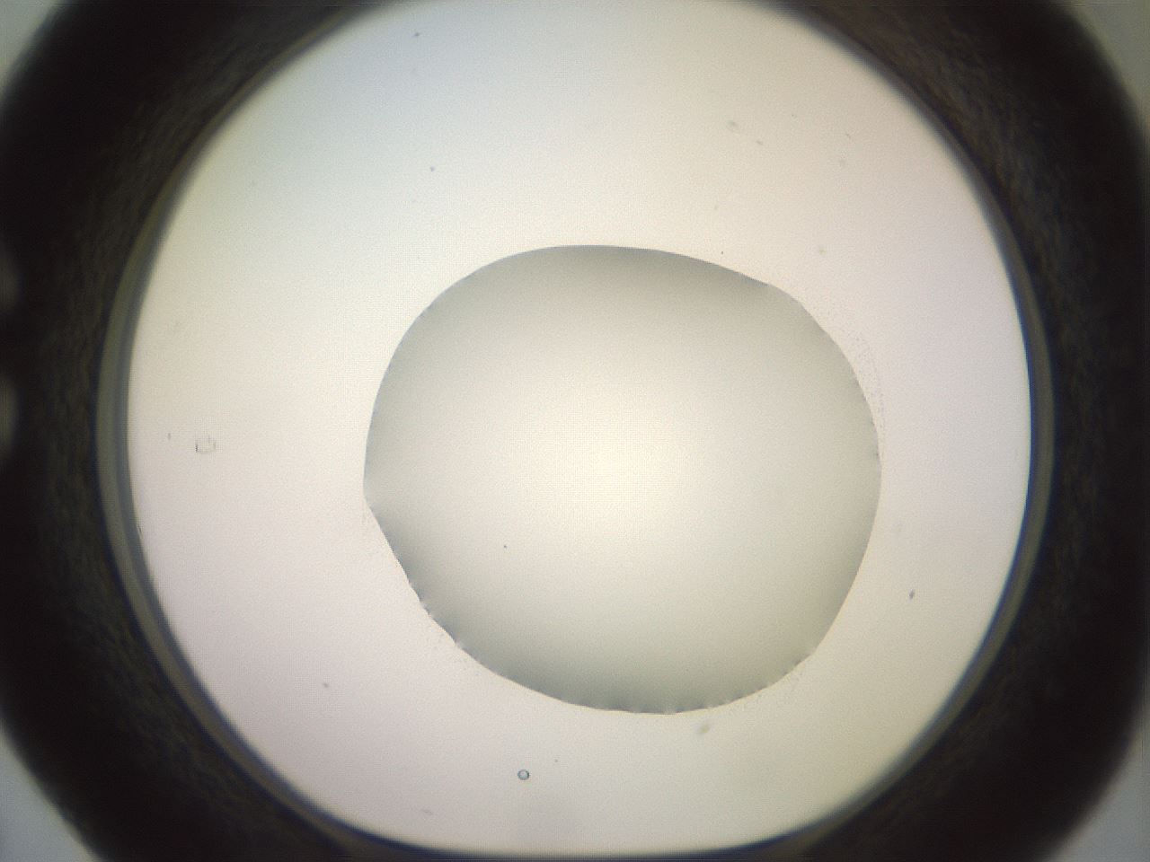 folderID500_plateID2500_batchID12080_wellNum29_profileID1_d1_r187992_ef.jpg
