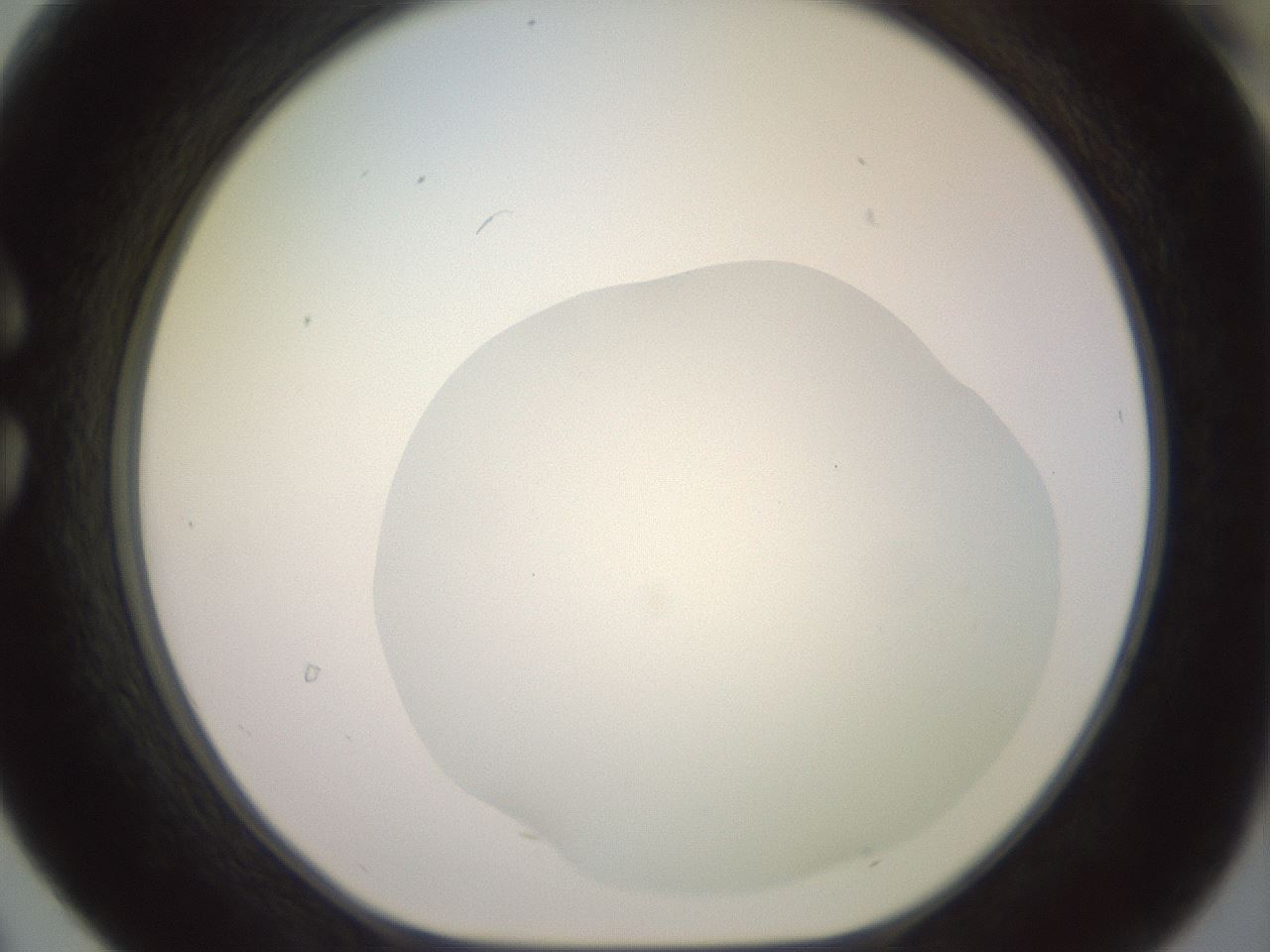 folderID500_plateID2500_batchID12080_wellNum30_profileID1_d1_r187993_ef.jpg