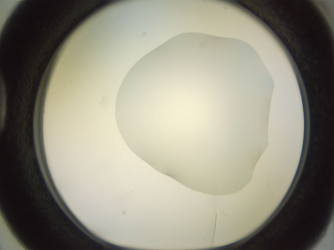 folderID500_plateID2500_batchID12080_wellNum38_profileID1_d1_r188001_ef.jpg