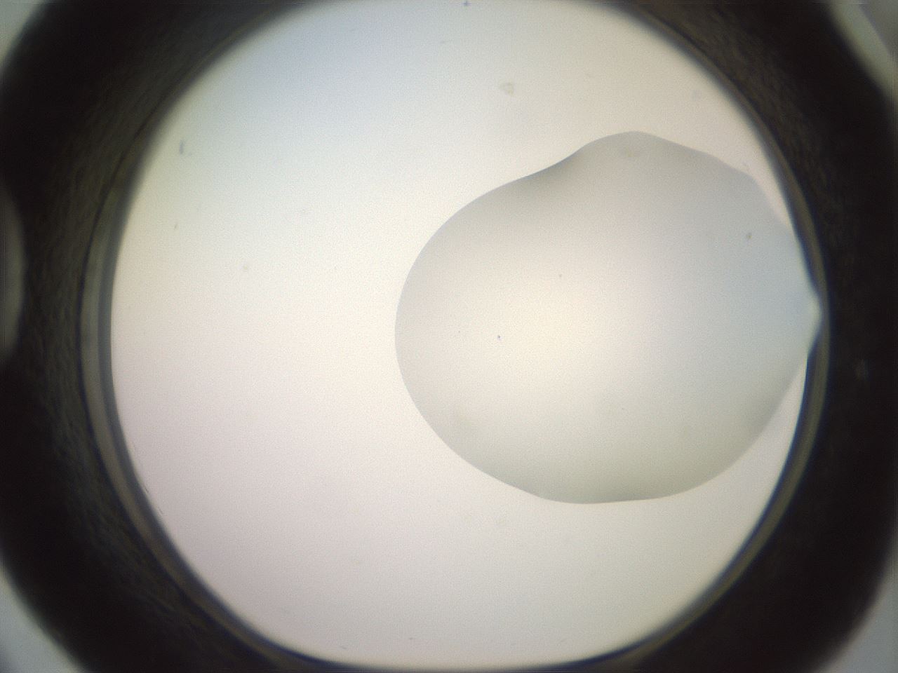 folderID500_plateID2500_batchID12080_wellNum42_profileID1_d1_r188005_ef.jpg