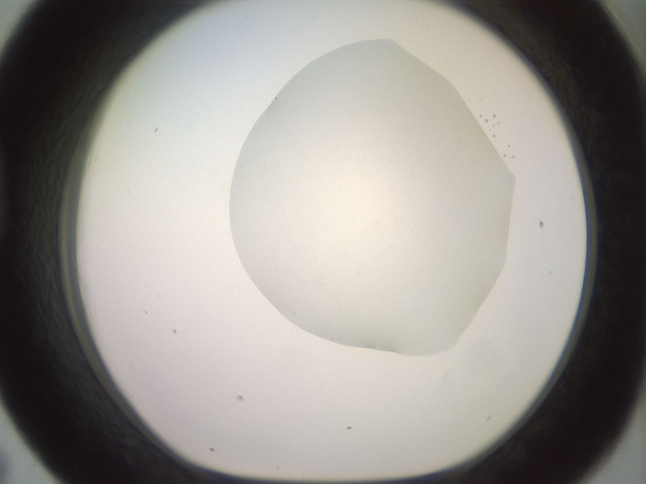 folderID500_plateID2500_batchID12080_wellNum43_profileID1_d1_r188006_ef.jpg