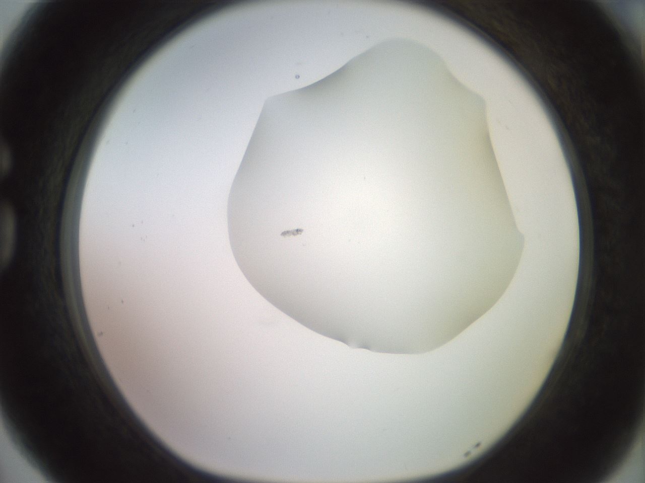 folderID500_plateID2500_batchID12080_wellNum77_profileID1_d1_r188040_ef.jpg