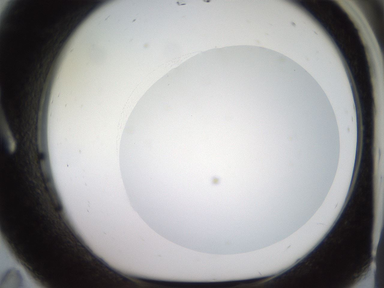 folderID501_plateID2501_batchID12082_wellNum11_profileID1_d1_r188070_ef.jpg