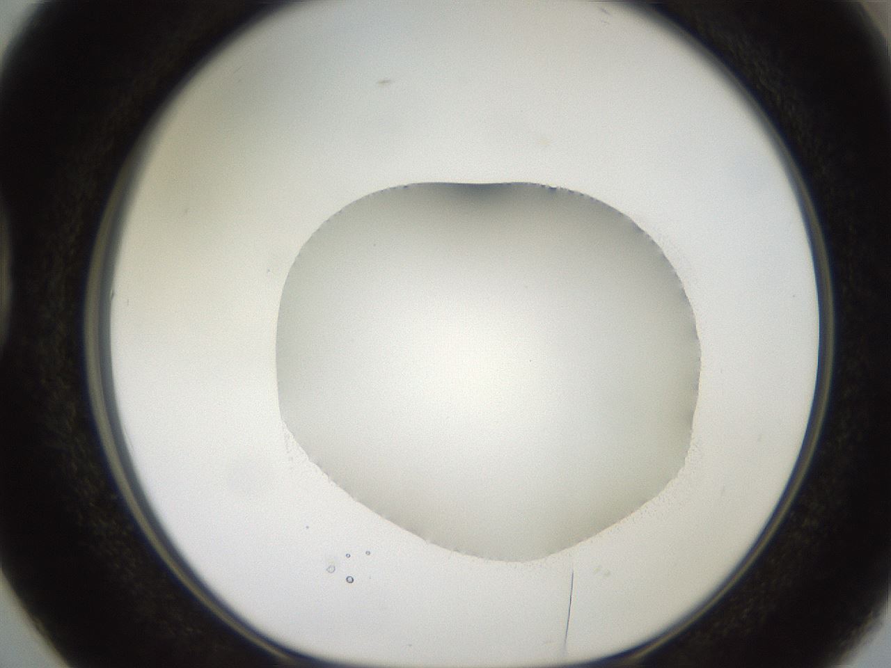 folderID501_plateID2501_batchID12082_wellNum38_profileID1_d1_r188097_ef.jpg