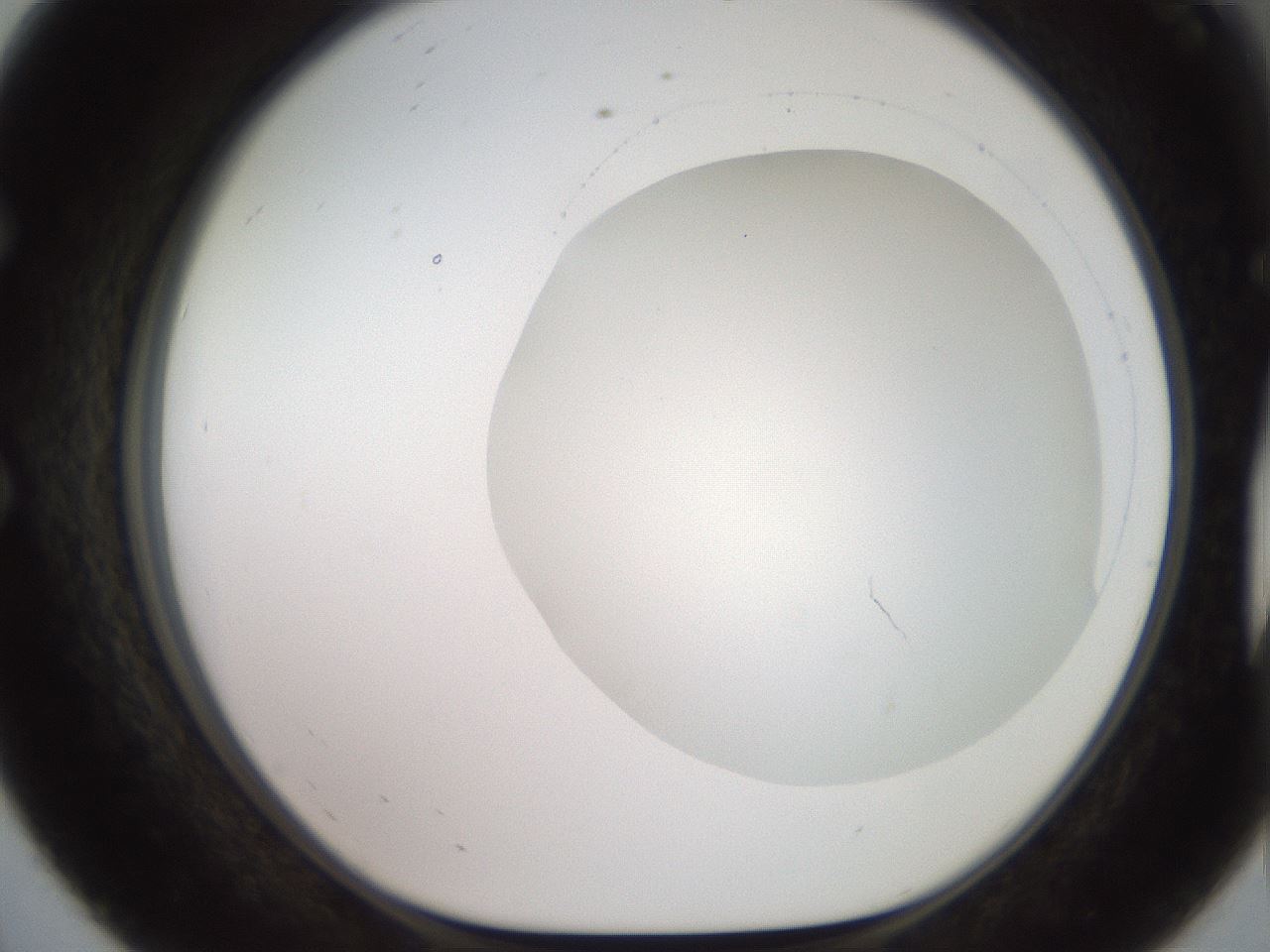 folderID501_plateID2501_batchID12082_wellNum56_profileID1_d1_r188115_ef.jpg