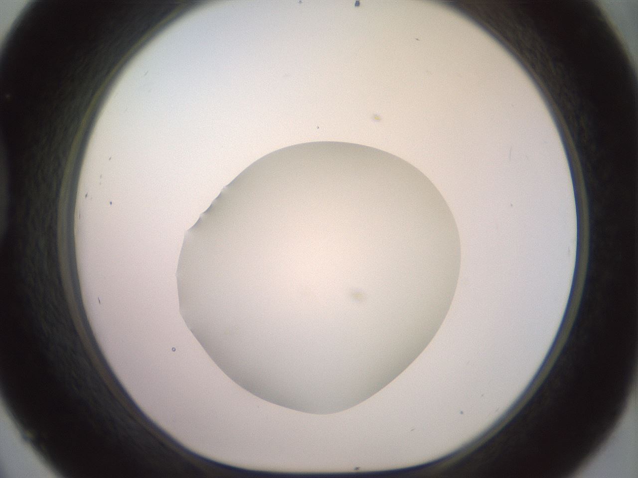 folderID500_plateID2500_batchID12080_wellNum45_profileID1_d1_r188008_ef.jpg