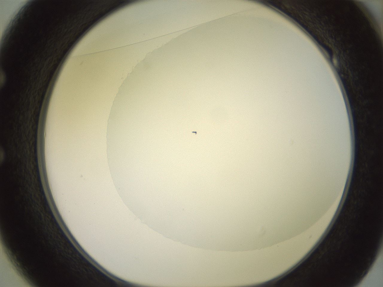 folderID500_plateID2500_batchID12080_wellNum49_profileID1_d1_r188012_ef.jpg