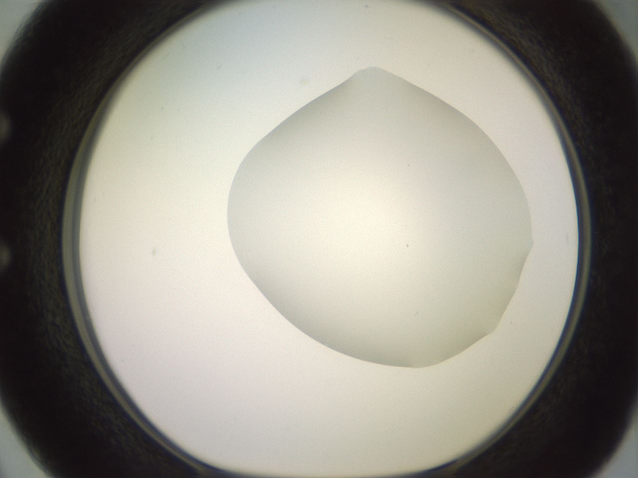 folderID500_plateID2500_batchID12080_wellNum50_profileID1_d1_r188013_ef.jpg