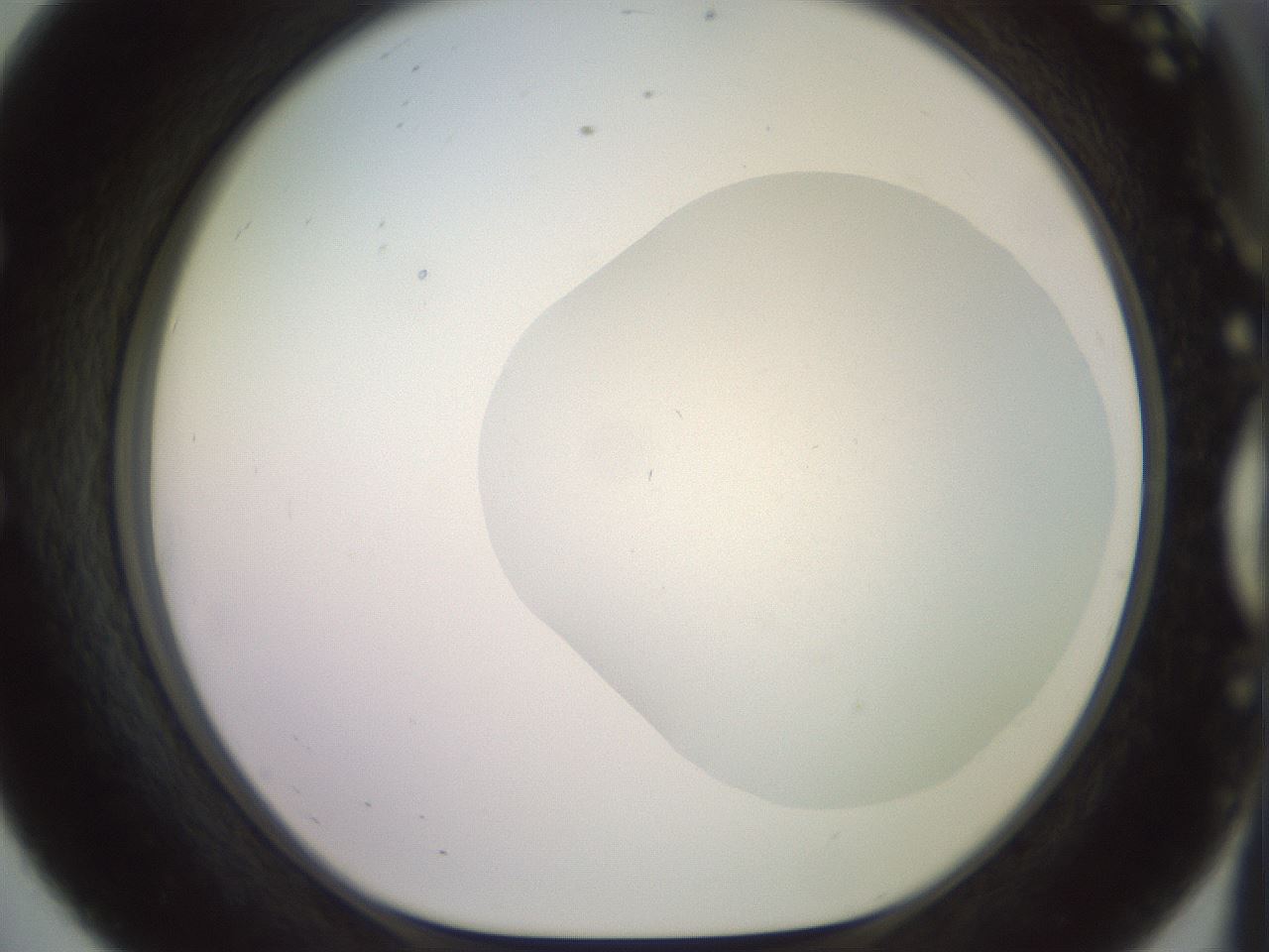 folderID500_plateID2500_batchID12080_wellNum56_profileID1_d1_r188019_ef.jpg