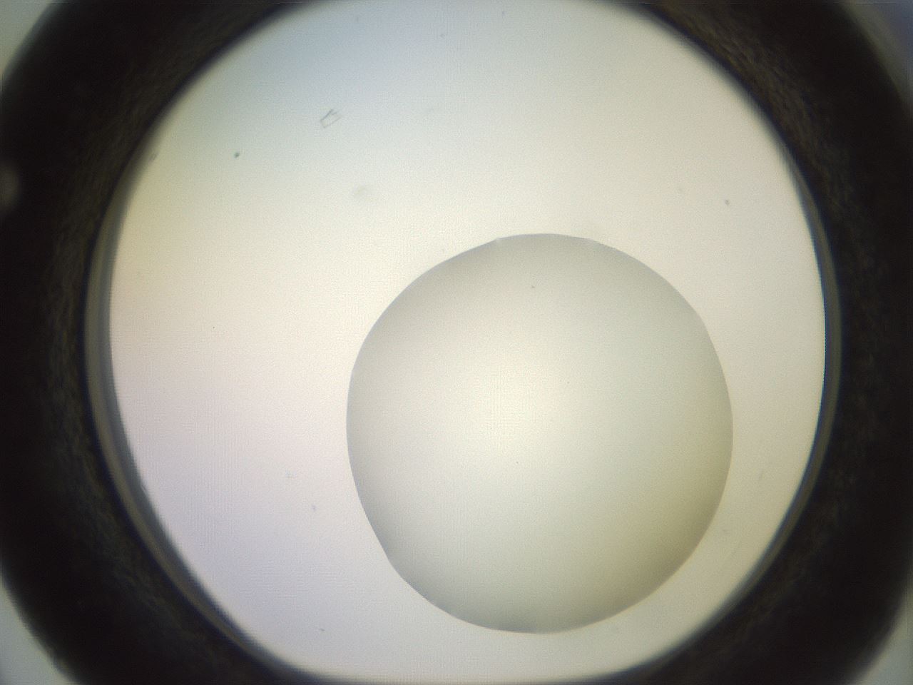 folderID500_plateID2500_batchID12080_wellNum63_profileID1_d1_r188026_ef.jpg