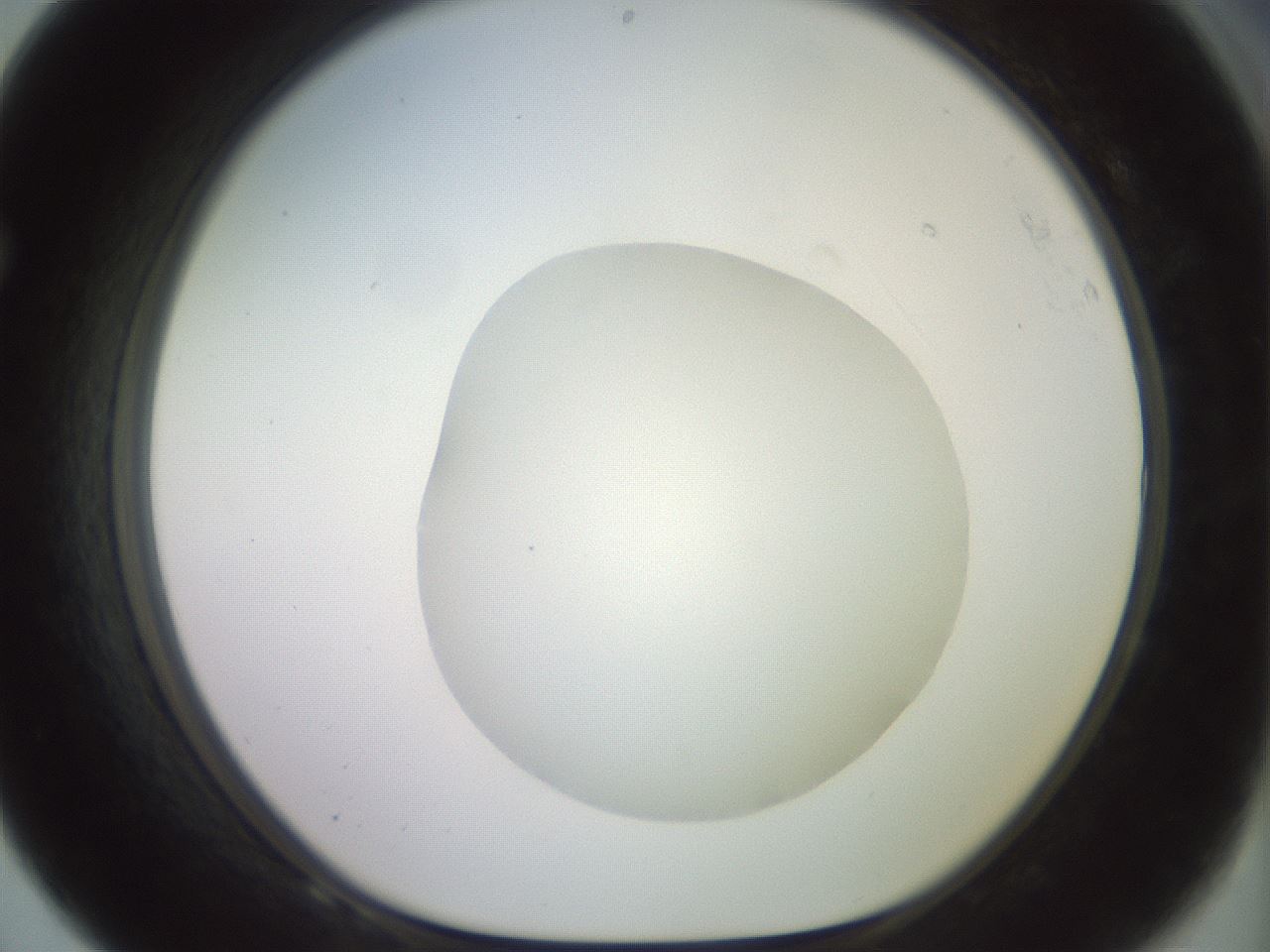 folderID500_plateID2500_batchID12080_wellNum68_profileID1_d1_r188031_ef.jpg