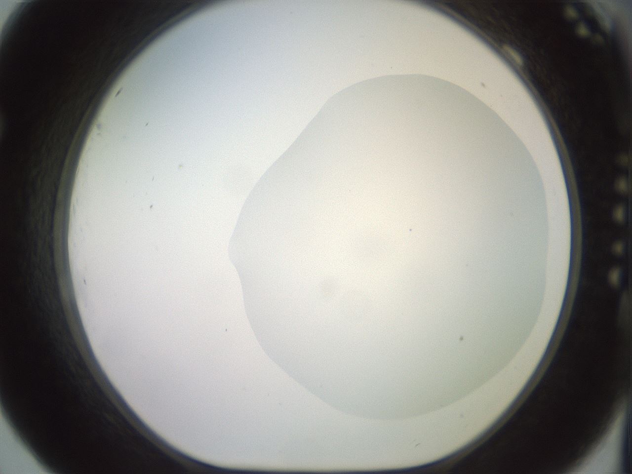 folderID500_plateID2500_batchID12080_wellNum69_profileID1_d1_r188032_ef.jpg