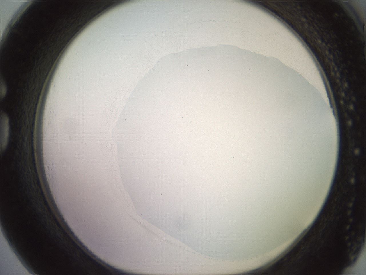 folderID500_plateID2500_batchID12080_wellNum73_profileID1_d1_r188036_ef.jpg