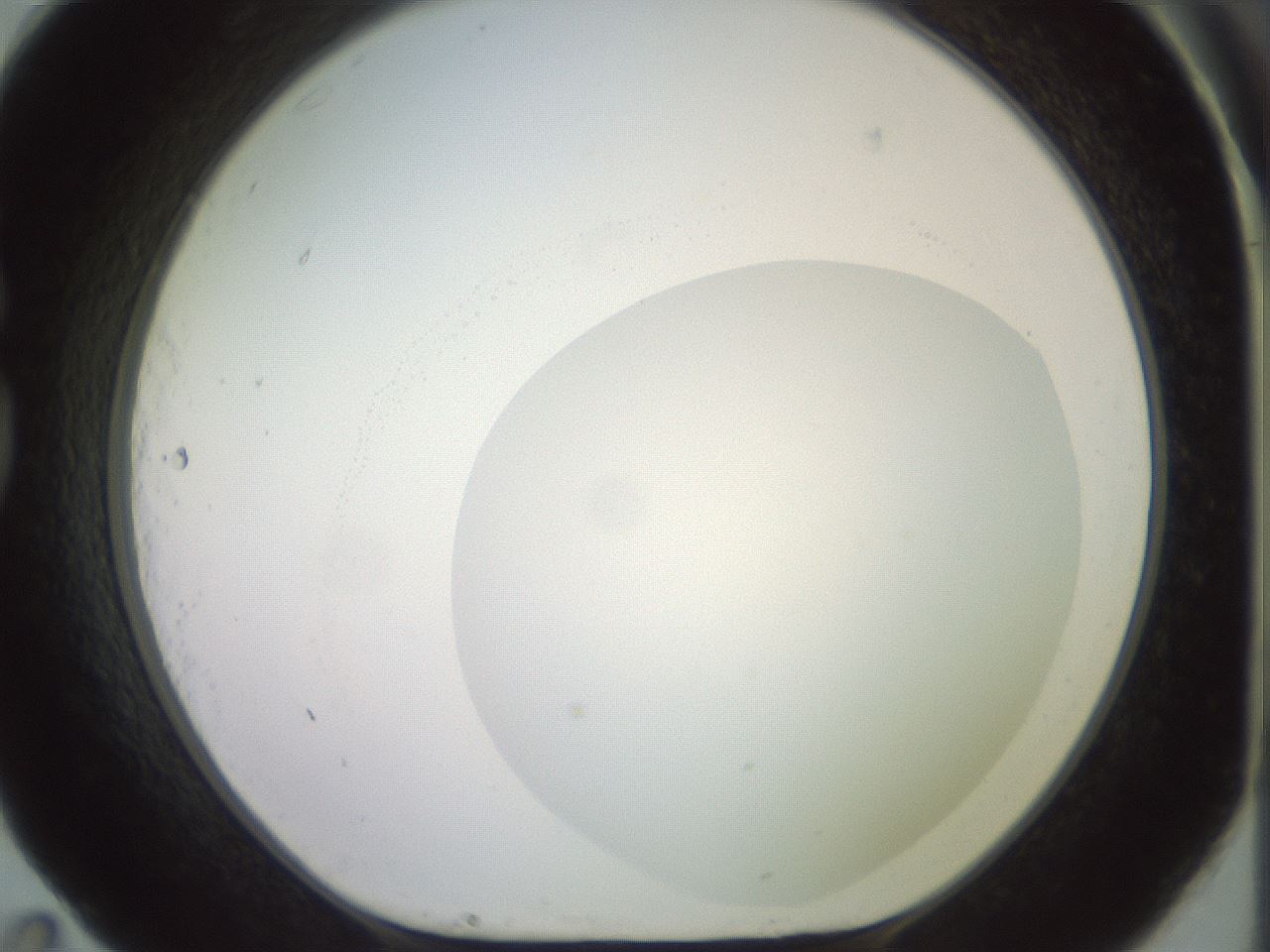 folderID500_plateID2500_batchID12080_wellNum83_profileID1_d1_r188046_ef.jpg