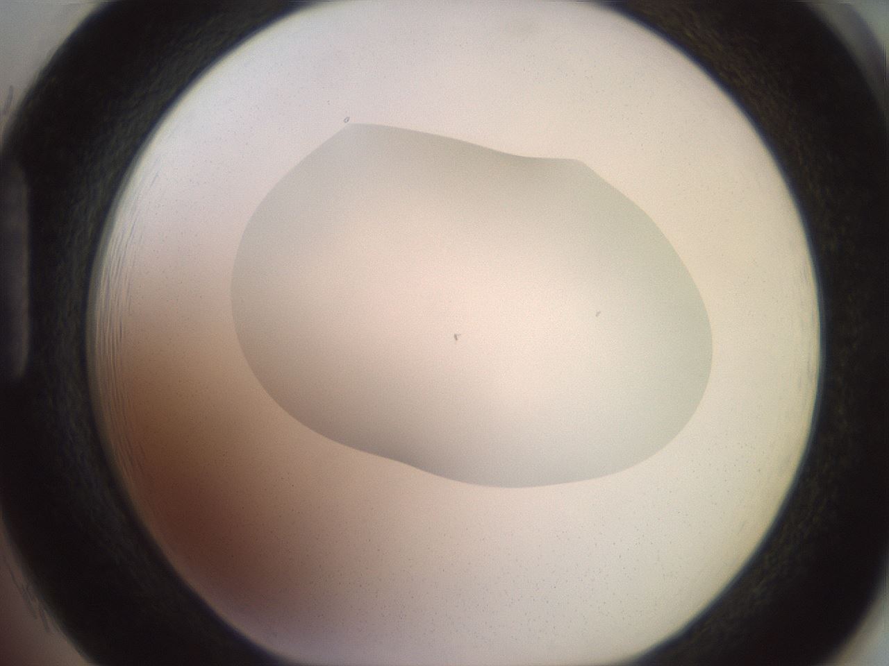 folderID500_plateID2500_batchID12080_wellNum85_profileID1_d1_r188048_ef.jpg