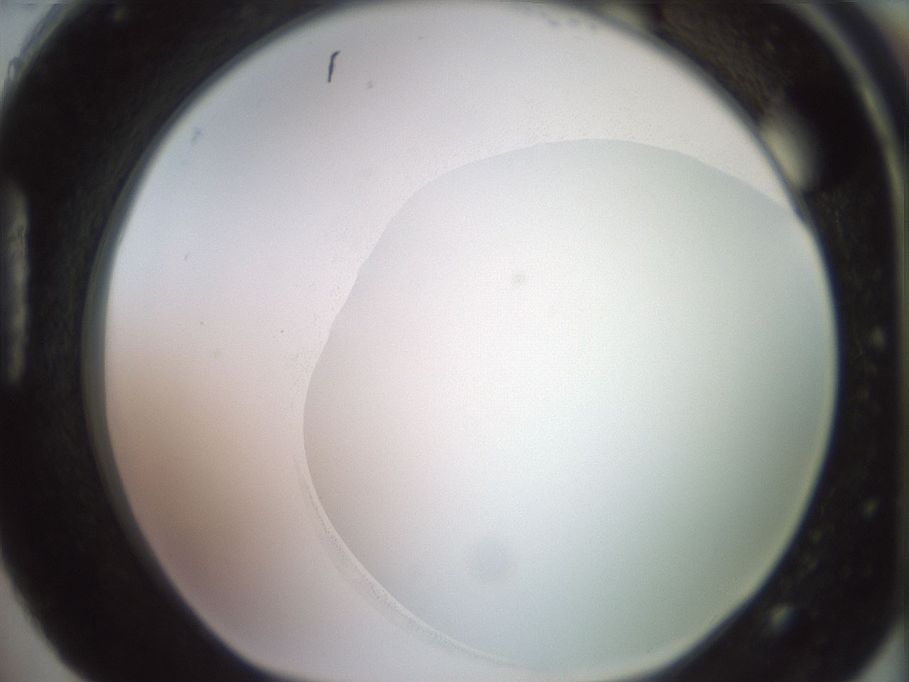 folderID500_plateID2500_batchID12080_wellNum88_profileID1_d1_r188051_ef.jpg