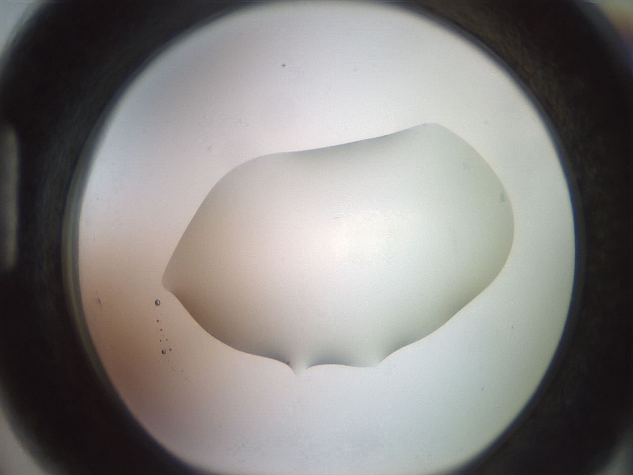 folderID500_plateID2500_batchID12080_wellNum89_profileID1_d1_r188052_ef.jpg