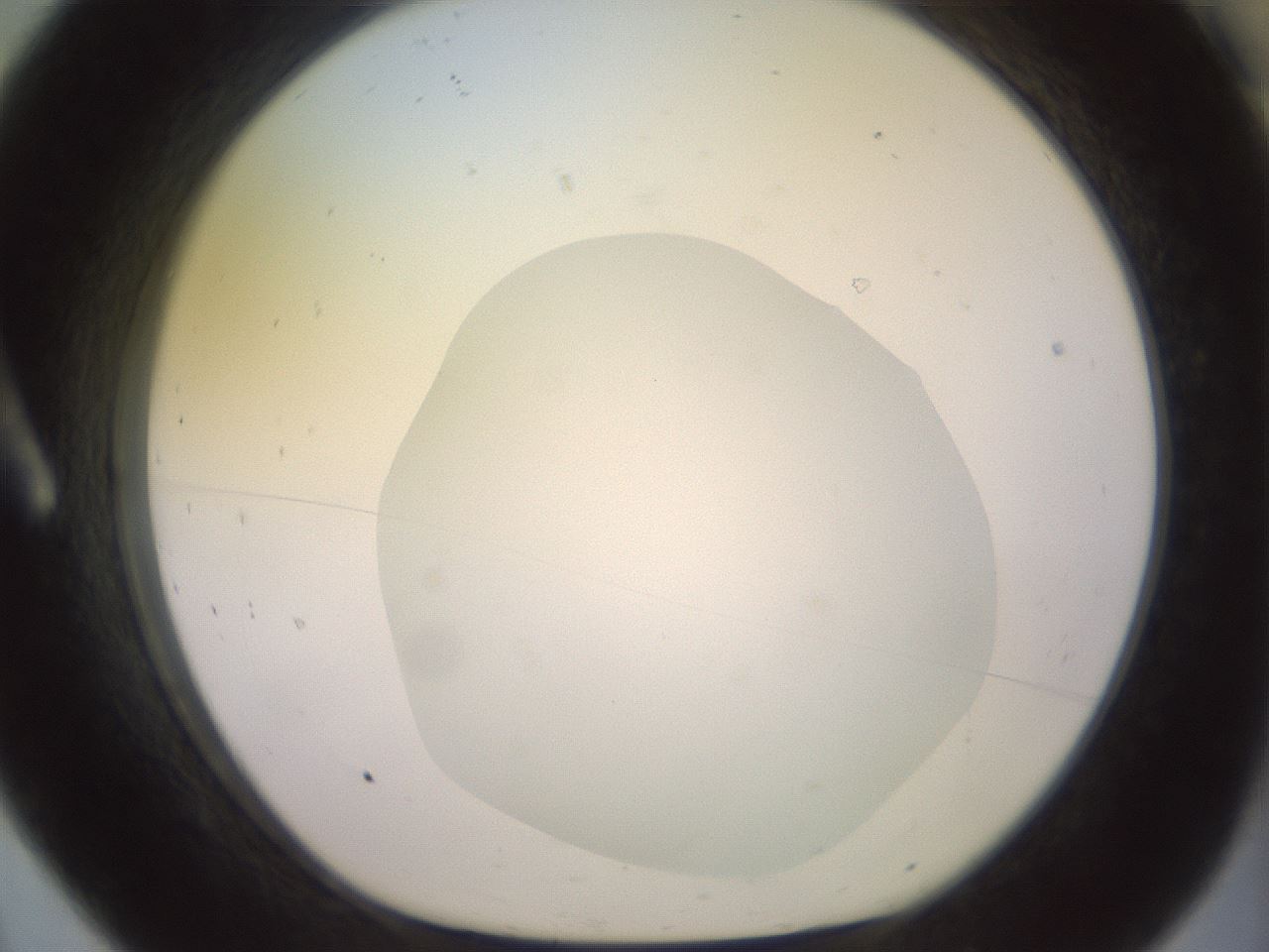 folderID500_plateID2500_batchID12080_wellNum8_profileID1_d1_r187971_ef.jpg