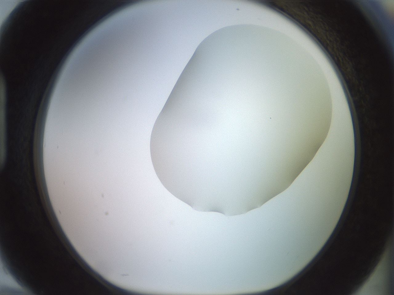 folderID500_plateID2500_batchID12080_wellNum94_profileID1_d1_r188057_ef.jpg