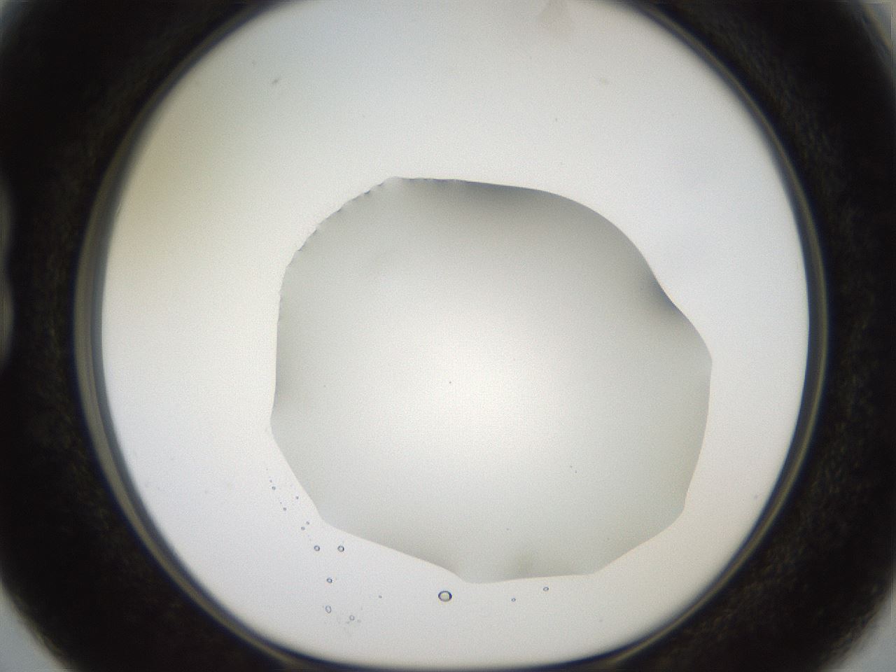 folderID501_plateID2501_batchID12082_wellNum15_profileID1_d1_r188074_ef.jpg