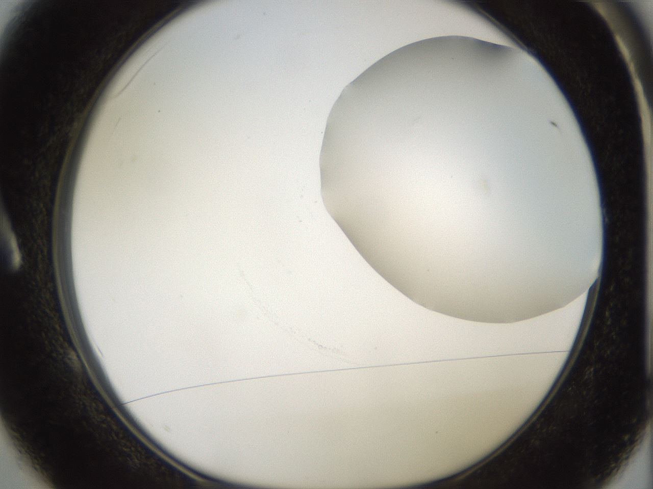 folderID501_plateID2501_batchID12082_wellNum1_profileID1_d1_r188060_ef.jpg