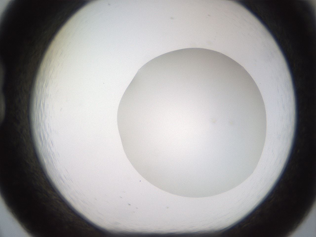 folderID501_plateID2501_batchID12082_wellNum20_profileID1_d1_r188079_ef.jpg