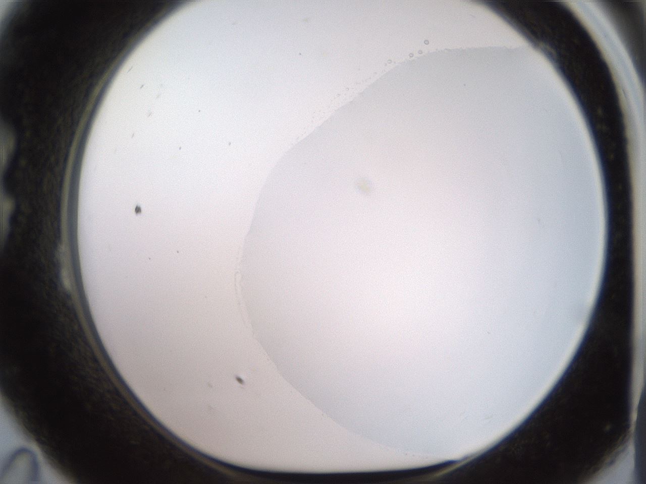 folderID501_plateID2501_batchID12082_wellNum23_profileID1_d1_r188082_ef.jpg