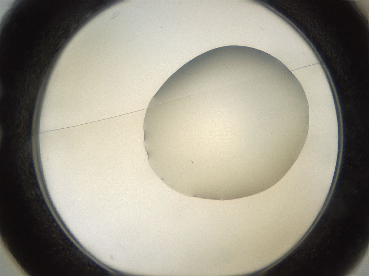 folderID501_plateID2501_batchID12082_wellNum25_profileID1_d1_r188084_ef.jpg