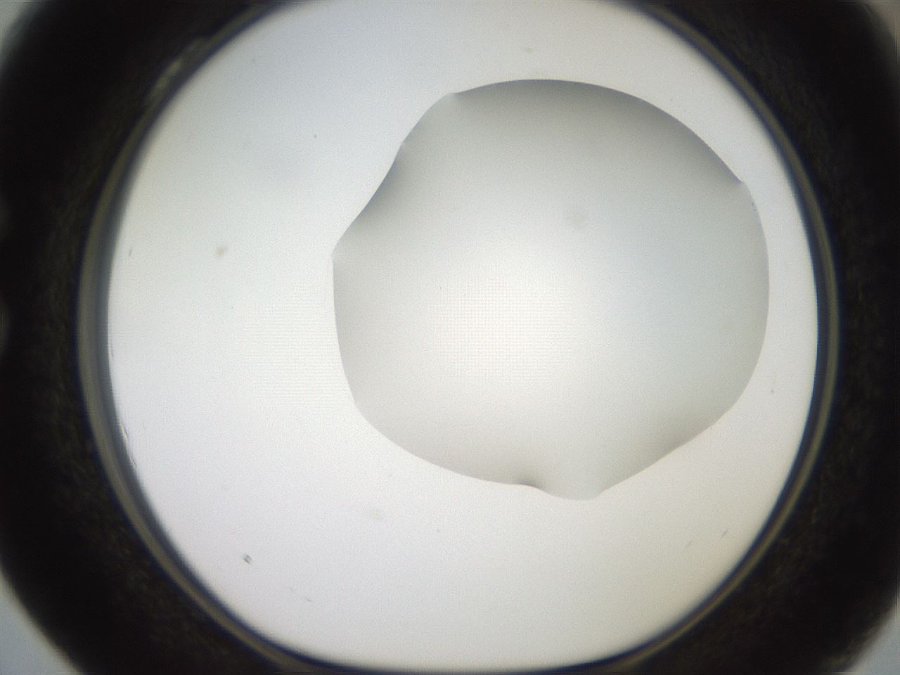 folderID501_plateID2501_batchID12082_wellNum28_profileID1_d1_r188087_ef.jpg