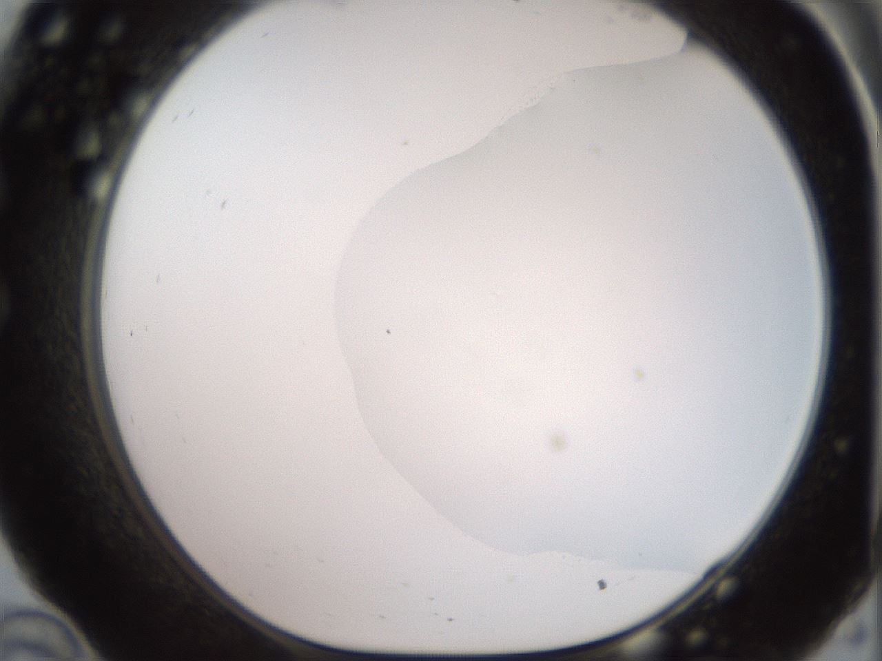 folderID501_plateID2501_batchID12082_wellNum34_profileID1_d1_r188093_ef.jpg