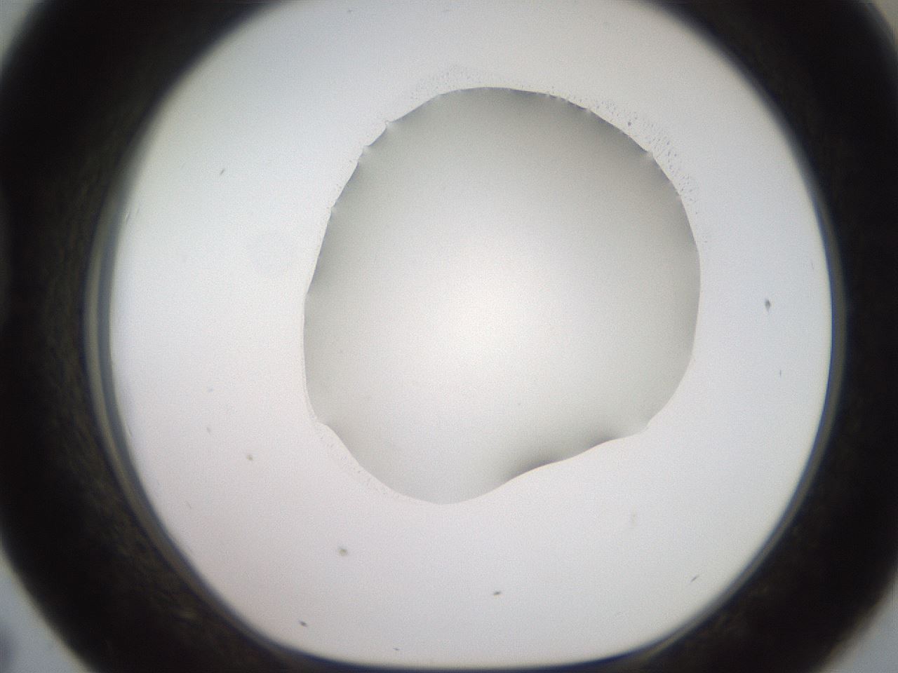 folderID501_plateID2501_batchID12082_wellNum43_profileID1_d1_r188102_ef.jpg